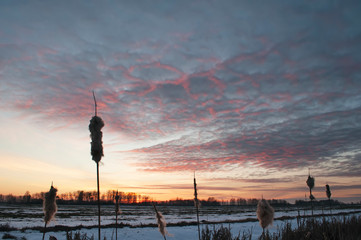 Reeds at sunset, the glare of the setting sun in the sky, beautiful countryside landscape,