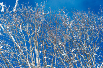 Beautiful young tree branch covered with snow with frost on blue sky background