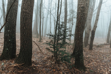 fog in a fabulous mountain forest