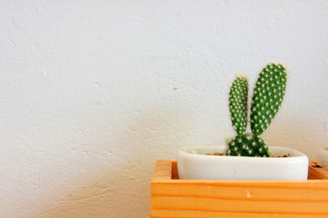 Cactus plant in white pot. and the white background.