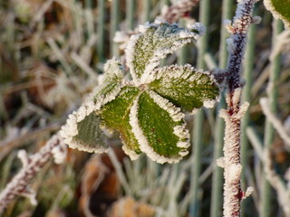 Crystal de neige