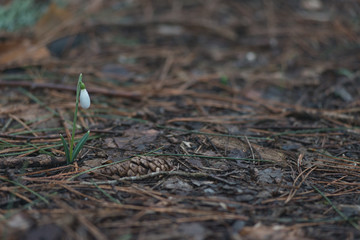 snowdrops in the forest in spring and winter