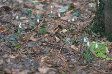 snowdrops in the forest in spring and winter