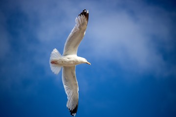 seagull