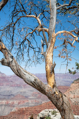 Beautiful tree over Grand Canyon