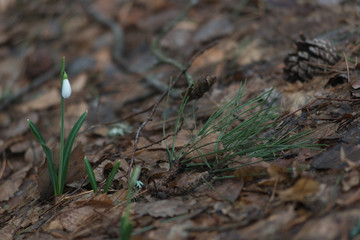 Naklejka na ściany i meble snowdrops in the forest in spring and winter