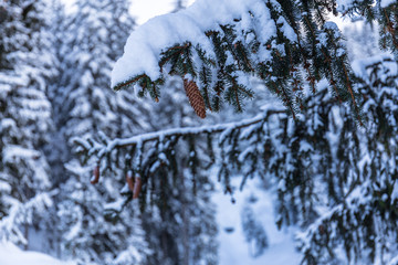 Tannenzapfen hängt am Baum im Winter