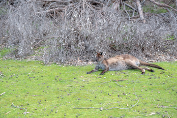 Kangaroo lying down on the grass, Australia