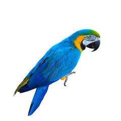 Ara ararauna. Blue-yellow macaw parrot. Isolated on the white