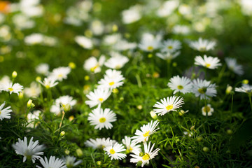 Lots of fresh garden flowers in a flower market, spring time concept, gardener shopping, march, april, may, summer, summer plants