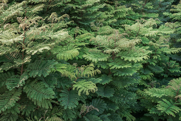 Green Leaf Texture background with light behind