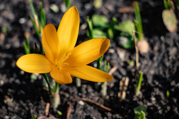 Gelber Krokus