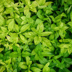 Close up of green leaf background