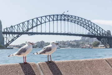 Seagulls at Sydney Harbor