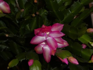 pink blossom of a christmas cactus