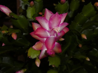 pink blossom of a christmas cactus
