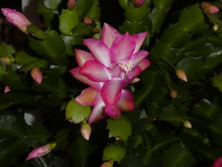 pink blossom of a christmas cactus