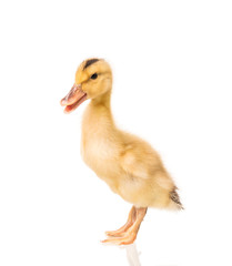 Cute little duckling