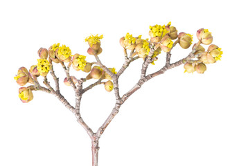 European cornel branch