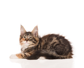 Maine Coon kitten