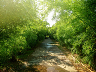 Path through bamboo