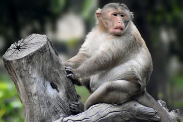 Monkey sitting on a tree