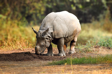 Obraz premium Rhinoceros in the wild