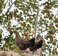 Chicken in the garden