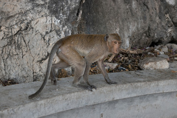 Wild Macaque on a rock in a national park