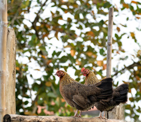 Chicken in the garden