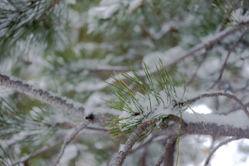 Snow on the Pine Tree in South Dakota