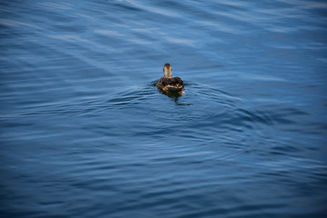 Duck chilling in the lake
