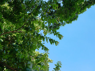 Fototapeta premium green leaves and blue sky