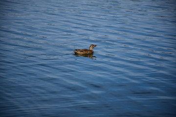 Obraz premium Duck chilling in the lake