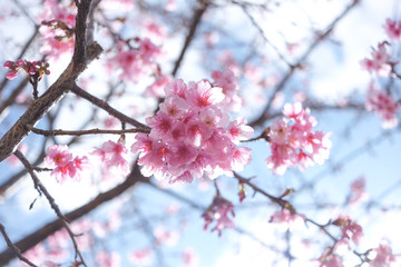 Sakura in North of Thailand