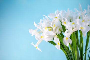 Fototapeta na wymiar white irises in a bouquet on a bright blue background