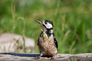 Great Spotted Woodpecker Birds