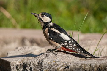 Great Spotted Woodpecker Birds