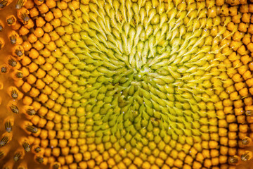 Close focus on center of sunflower