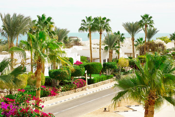 Fototapeta premium Resort beach with palm tree at the coast shore of Red Sea in Sharm el Sheikh, Sinai, Egypt.