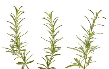 BRANCHES OF ROSEMARY ON WHITE BACKGROUND