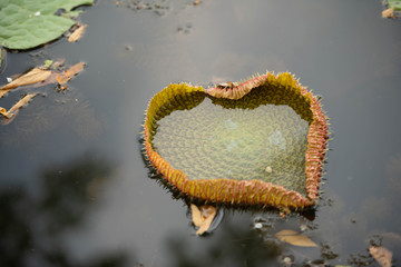Waterlilies Victoria That the big of lotus in phitsanulok province of Thailand