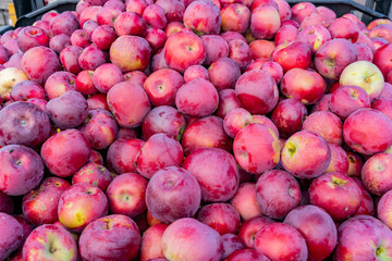 Close up shot of many apple in a winery