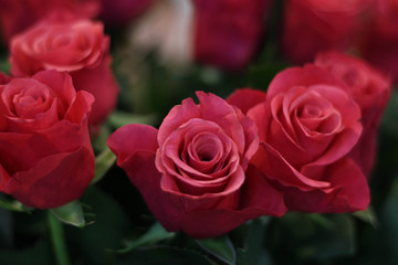 Pink blooming roses. Valentine's Day, pink roses