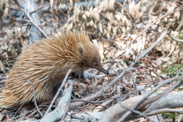 Echidna walking in the woods