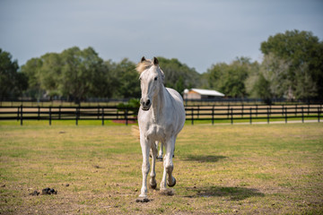 Beautiful horse galloping 