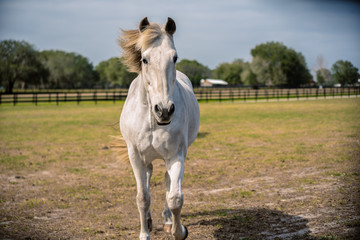 Obraz premium Piękny koń
