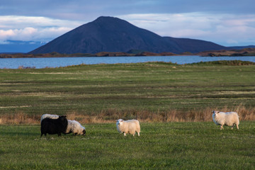 Obraz premium A ram and a sheep on the green pastures of Iceland. Beautiful summer landscape with domestic farm animals