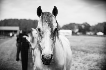 Black and white horse front portrait