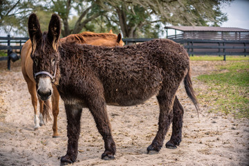 Fototapeta premium donkeys on farm